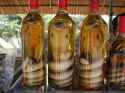 Image-Snake-Wine