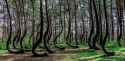 crooked-forest07-768x379-3277200777