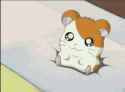 cute-pet-hamster-hamtaro-reflection-glass-0qwo5iu5w6rmfzlq