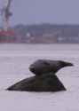 seal on rock