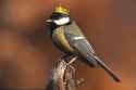 the tit king