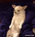 chihuahua-dog