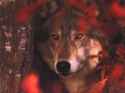 Imprint-Me-jacob-black-1942564-500-375