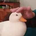 1frhff62v_giphy-downsized-large