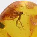 Amber