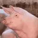 Pig_What
