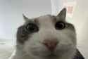 look inside cat