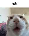 Cat Guh