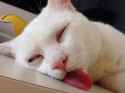 fotos-de-gatos-graciosos-gato-dormido-con-la-lengua-fuera-2426503265
