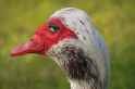 birb