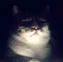 Judging Cat