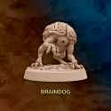 720X720-006-braindog