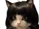 gato