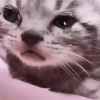 cat crying