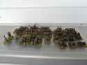Beastmen1
