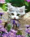 fairy hunter