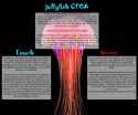 the jellyfish