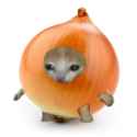 onions