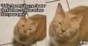 cat-next-to-cutting-onions-refuses-to-leave