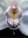 lewd orchid flower dripping wet