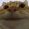 catyes