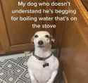 doesnt understand