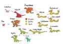 Dragon Morphologies