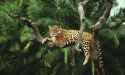 4q517ahb0m_Responsible_Forestry_8.10.2012_Biodiversiry_Loss_HI_7474