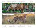 Jaguar-vs-Leopard