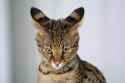 kot ears