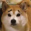 tapebrows