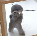 little dog victory