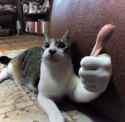 make-the-thumbs-up-cat-meme-a-thumbs-down-v0-jgrq1tbmqdsc1
