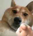doge point