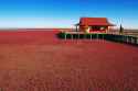 landscape-red-grass-8425908