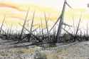 landscape_of_thorns