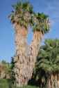 AZ_flora_001b