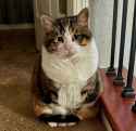 Concerned Cat