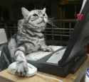 cat angry