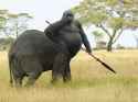 gorilla centaur