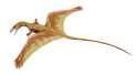 Sharovipteryx_BW