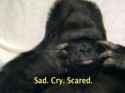 sad_cry_scared_0.jpg