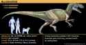 Allosaurus-jaws-Theropoda-flesh-teeth-meat-eating-dinosaurs.jpg