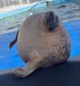 271 KB