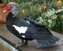 Muscovy-duck-Sept-2023-La-Palma-2014-2-1084px-168kb-Sept-2023-Darren-Naish-Tetrapod-Zoology