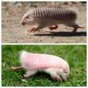 the-pink-fairy-armadillo-chlamyphorus-truncatus-is-the-v0-vhvikij1xuzd1