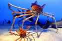 japanese-spider-crab-huge