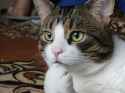 thinking-cat