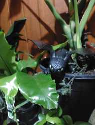 toothless explores