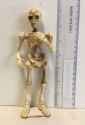 big+lots+bootleg+skeleton+2-2548035694